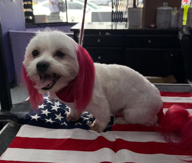 Pet grooming client transformation
